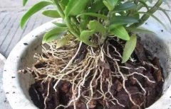 石斛怎么盆栽?石斛盆栽种植过程