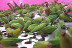 铁皮石斛的种子、果实、苗及根怎么吃？有什么功效