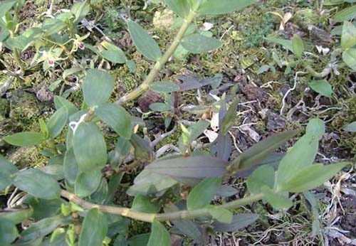 铁皮石斛吃法之鲜吃