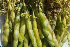 珍虫石斛的药用功效与作用，与铁皮石斛有什么区别