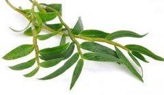 铁皮石斛可以增强免疫力吗?