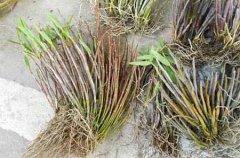 铜皮石斛和铁皮石斛有什么区别，铜皮枫斗和铁皮枫斗有什么区别？