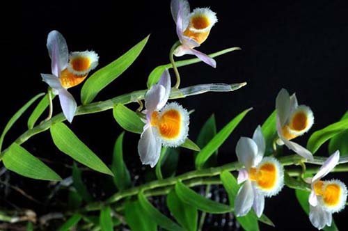 美花石斛（环草石斛）的功效、作用及种植