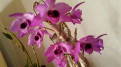 麝香石斛（紫瓣石斛）的药用价值及种植方法