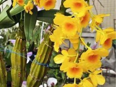 鼓槌石斛花和铁皮石斛花有什么功效区别，都有什么功效？