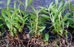 铁皮石斛怎么保存才不会变质，买回家后怎么保存？