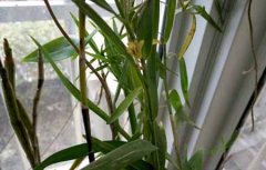 竹枝石斛的特性、功效及种植方法