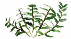 斛字怎么读？斛字在广东话闽南话客家话的读音