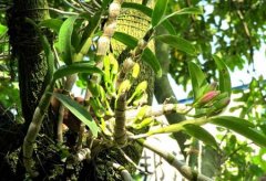 赤水金钗石斛的特点、历史渊源及价格