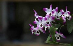 金钗石斛的特点、种植方法及功效作用