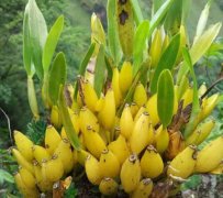 金果石斛的特点、种植方法及功效作用