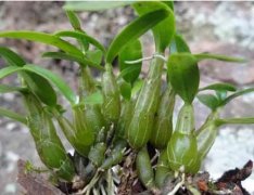 珍虫石斛的特点、种植方法及功效作用