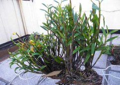 铜皮石斛的特点、吃法及功效