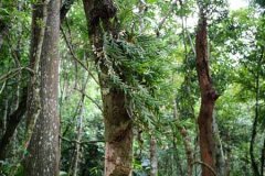 刀叶石斛的特点、种植栽培及价值功效