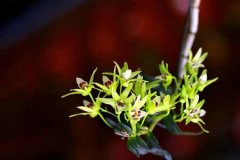 石斛兰的种植技术要点及注意事项