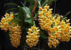 密花石斛与球花石斛对比图片