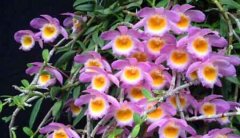 美花石斛有药用吗,美花石斛的茎是名贵中药材吗?