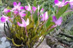 哪种石斛药用比较好?