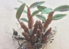 铁皮石斛主要成分，铁皮石斛的营养物质