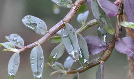 铁皮石斛也有紫皮的