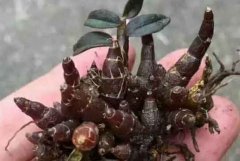 红珠虫石斛食用功效比起铁皮石斛怎么样？