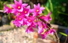 红花石斛的功效于作用及食用方法