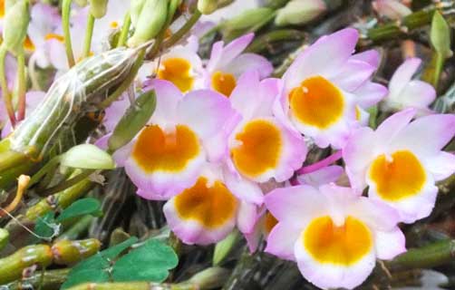 黄皮石斛的花与茎的图片