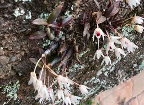 红米石斛花叶茎图片