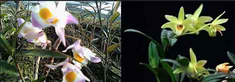 紫皮石斛（左）和铁皮石斛（右）图片对比