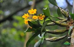 鼓槌石斛和铁皮石斛哪个好,有什么区别？