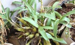 石斛与铁皮石斛的功效是一样的吗?