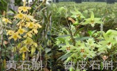 铁皮石斛与黄石斛的区别
