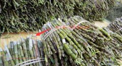 铁皮石斛几年生的营养价值比较高?