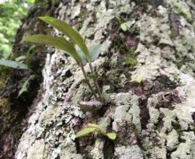 天然的野生石斛多少钱一斤?