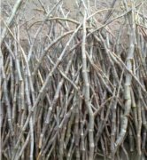 铁皮石斛与紫皮石斛如何选择?