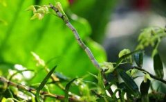 哪些石斛可以直接食用?