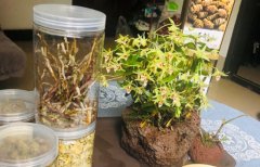 石斛怎么服用,食用石斛的注意事项