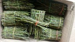 铁皮石斛鲜条什么季节吃好?