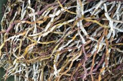 干石斛怎么吃有营养?