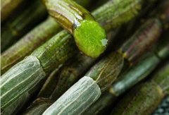 铁皮石斛怎么吃，每天吃多少？