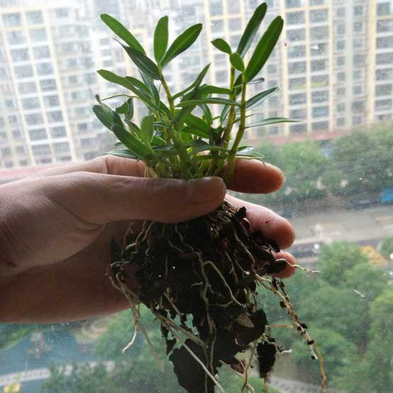 铁皮石斛的根差不多与枝条一样长