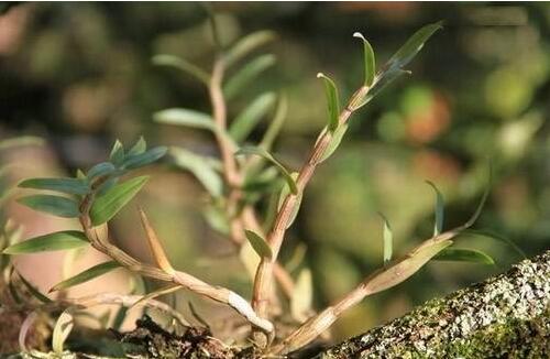 不同种类的石斛味道不是一样的