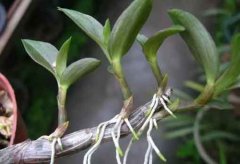 铁皮石斛割了还长吗？铁皮石斛种可以收几次？