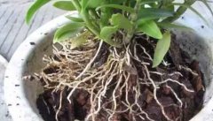 石斛种植用什么土？泥土可以种植石斛吗？