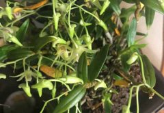 石斛种植怎么浇水？什么时候喷水好？