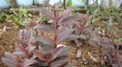 在阳台合适种石斛吗,阳台怎么养石斛？