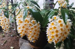 球花石斛的盆栽种植方法