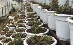 铁皮石斛在家里好养吗？