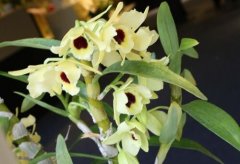 养殖石斛兰的方法和注意事项