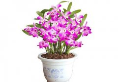 家庭养殖石斛春夏时期应注意什么？